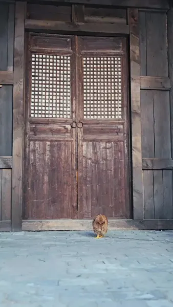 หนูน้อยบ้านไร่คือปลาคาร์ปนำโชค