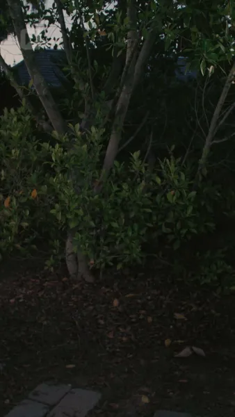 ที่รัก ได้โปรดกลับบ้านเถอะ