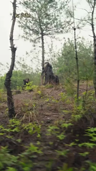 กุนซือหญิงพิชิตแผ่นดิน