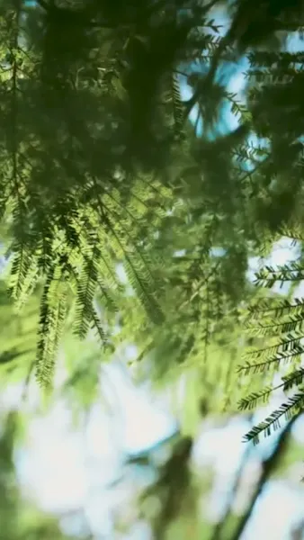 ผู้ถามที่เงียบงัน ลมใบไม้ผลิกับคำถามที่ไม่มีคำตอบ