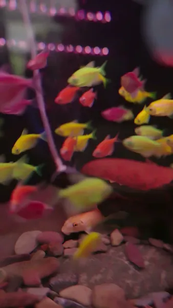 พันธะรัก