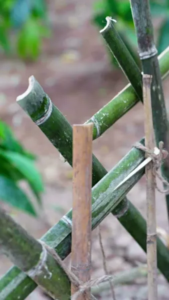 รักจากแม่เสือ