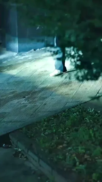 ราชสารมังกรเดือด