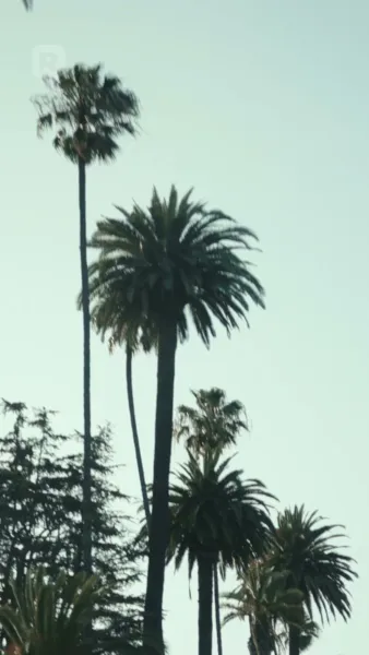 เกิดใหม่จากหลังรักแรกการทรยศ