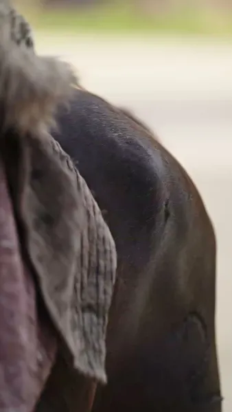 [พากย์เสียง] ฮองเฮาอ้วนคนนี้ ใครก็รังแกไม่ได้