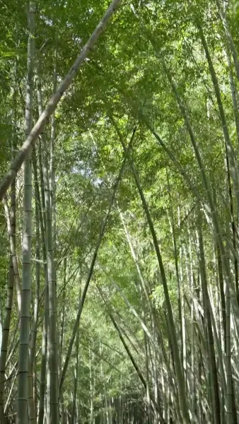 ข้าย้อนเวลามาเป็นหนุ่มเจ้าเสน่ห์