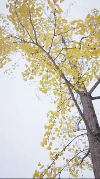 หมอเทวดาแห่งแผ่นดิน