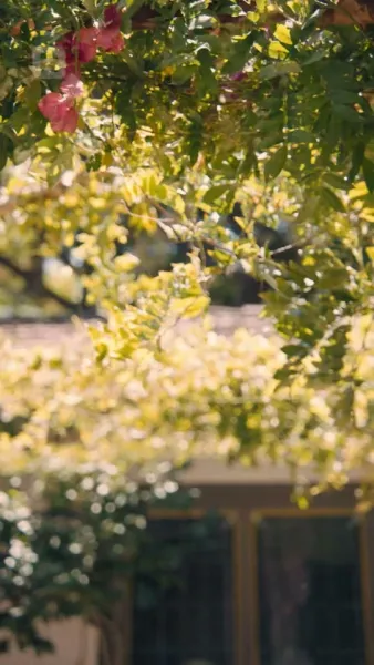 ลูกสาวของอัลฟ่า