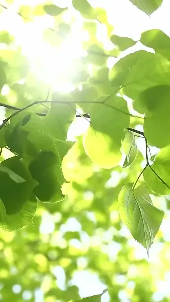 หัวใจในกำมือนายมาเฟีย（ฉบับพากย์ ）