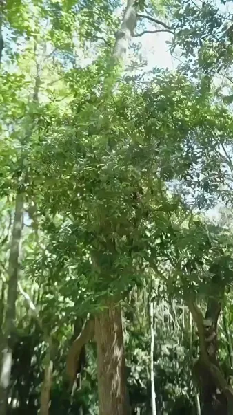 จากชาวนาเป็นมหาบุรุษด้วยระบบแต่งภรรยา