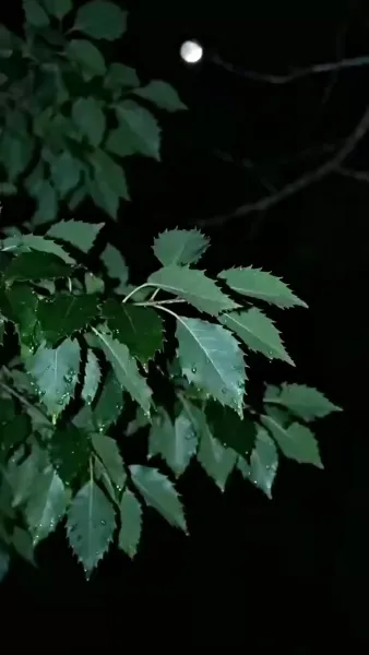 จากชาวนาเป็นมหาบุรุษด้วยระบบแต่งภรรยา