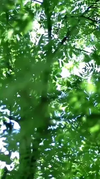 วังวนเสน่หา