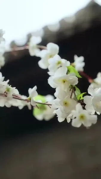 วังวนเสน่หา