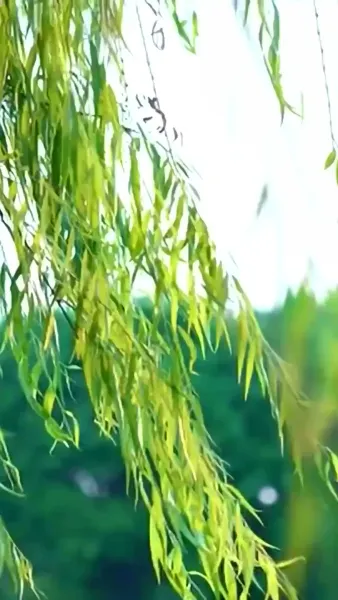 วังวนเสน่หา