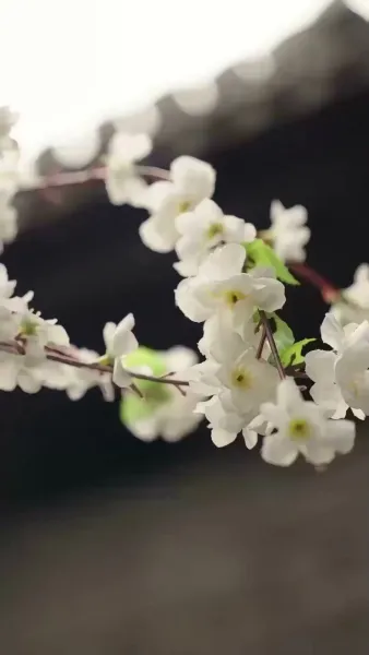 วังวนเสน่หา