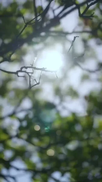 วังวนเสน่หา