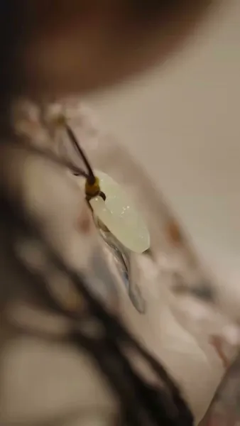 เทพน้อยกอบกู้ตระกูล