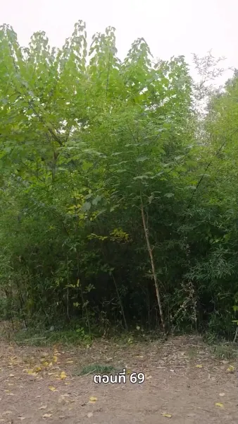 ลิขิตรักข้ามภพ