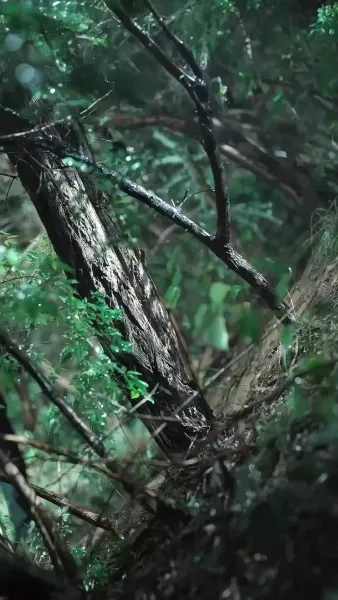 เพียงเธอ ชั่วนิรันดร์