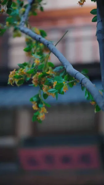 องค์รัชทายาทสายหวาน