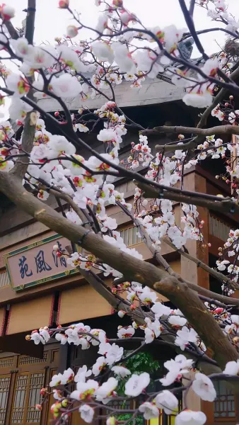 องค์รัชทายาทสายหวาน