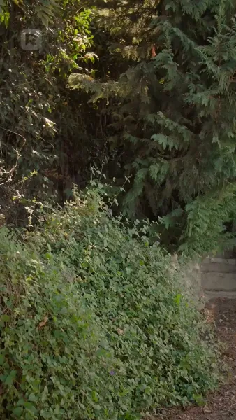 อัลฟ่าและรักที่กล้ำกลืน