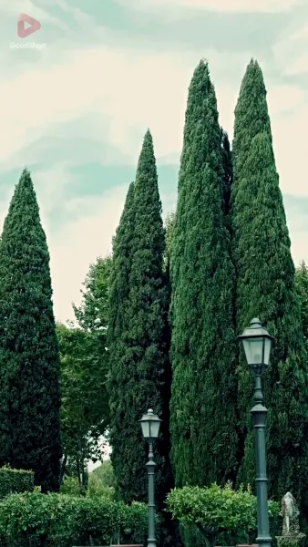 กุหลาบขาวเย้าเพลิง