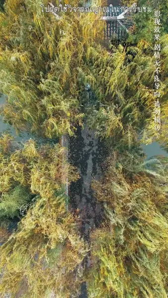 จำยอมรักนายศัลยแพทย์