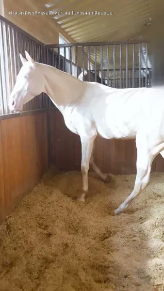 ฉันนี่แหละคือทายาทมหาเศรษฐี