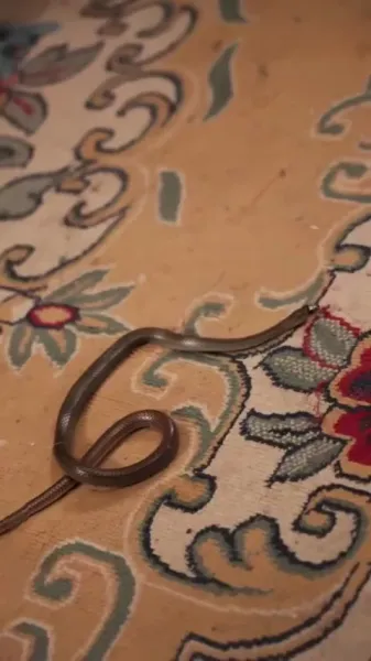 ลานในวังฟีนิกซ์ ปิดกั้นฤดูใบไม้ร่วงอันลึกล้ำ