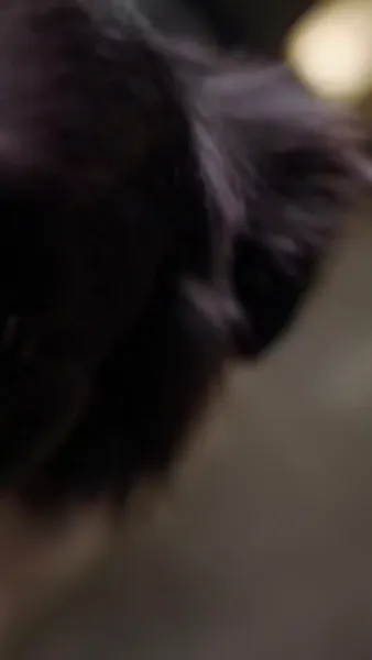 กามเทพแฝดป่วนรัก 