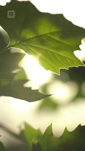 หัวใจในวังวนไฮโซ