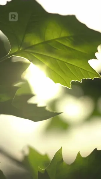 หัวใจในวังวนไฮโซ