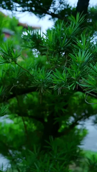 นางบำเรอในเงาโศก