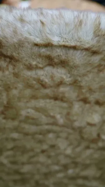 นางบำเรอในเงาโศก