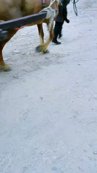 นางบำเรอในเงาโศก