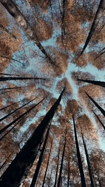  [พากย์ไทย] ท่านพ่อกลายเป็นท่านอ๋อง แม่จ๋าท่านอย่าเพิ่งสลบ