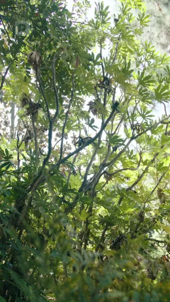 การกลับมาของราชินีอัลฟ่า