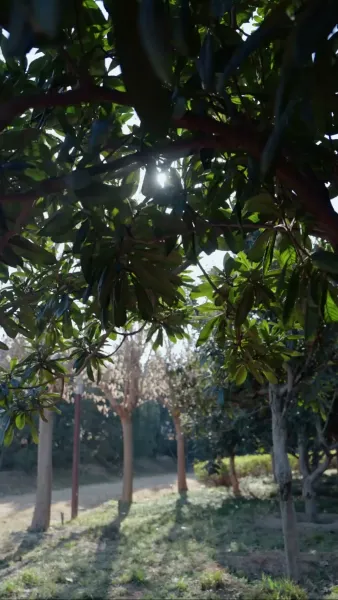 อ้อมกอดที่สายเกิน