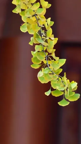 สองจักรพรรดินีเกิดใหม่