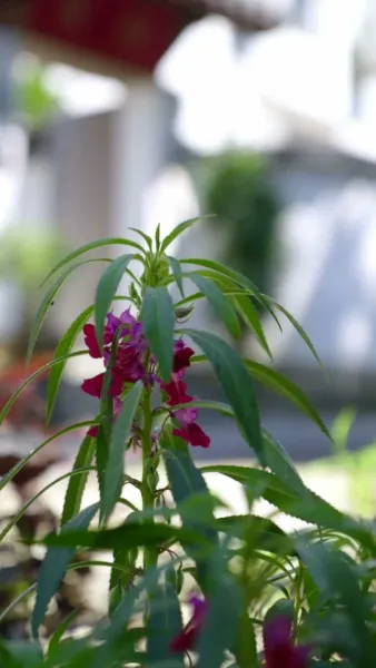 ดวงใจน้อยของตระกูลเทวารัตน์