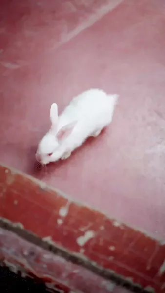 การไล่รักของราชันย์