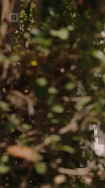 การหวนคืนของราชา