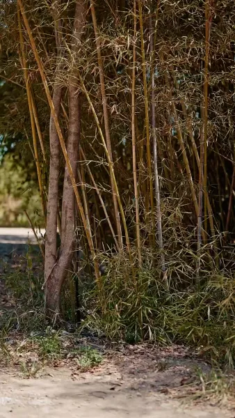 ฮ้องเต้อยู่เบื้องหน้าประตูเมือง