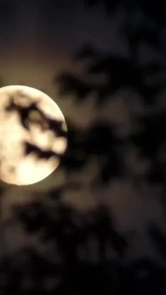 แม่ทัพหนุ่ม ภรรยาคุณหนีอีกแล้ว