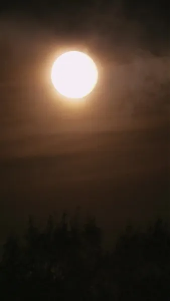 เจ้าสาวต้องห้ามของมันชินี