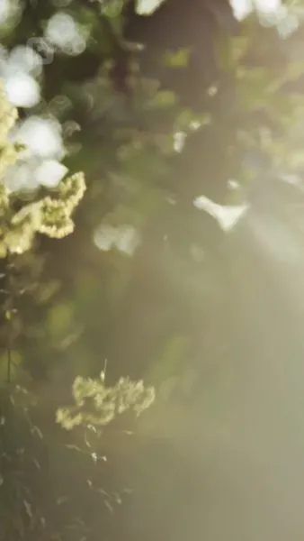 คุณนักสืบหญิง และ คุณชายหัวขโมย