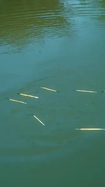 ยอมเข้าเกมรัก ยอดชายยอมสิ้นใจ