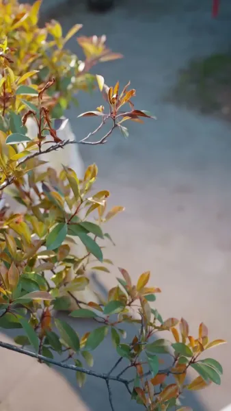 สลับเกี้ยวบุปผา วิวาห์ท่านอ๋อง