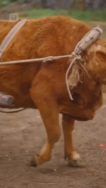 เกิดใหม่เป็นภรรรยาจอมอ้วนของชาวนา